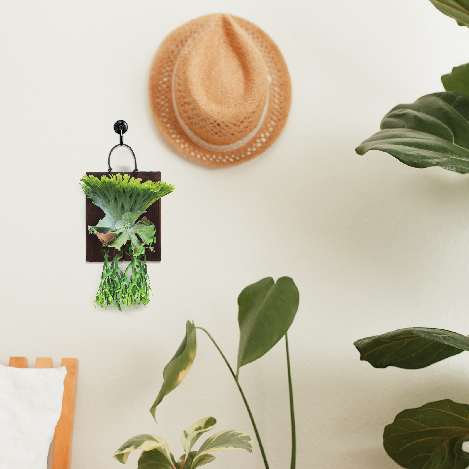 Home Office With Plants - Pannello di Montaggio per Felce Staghorn